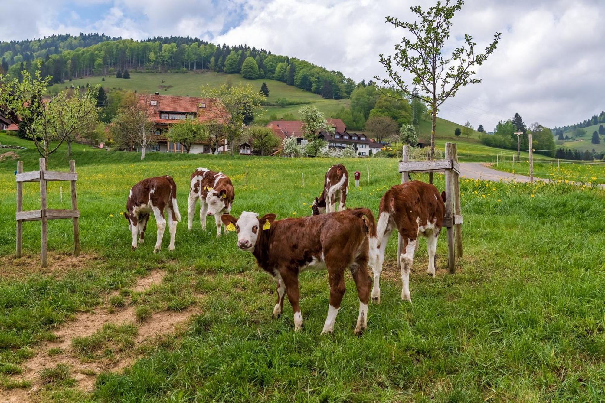 Schwarzwaldliebe Lägenhet Frohnd Exteriör bild